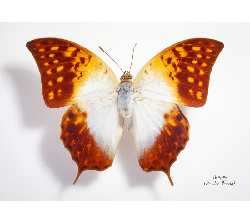 Wrapped Canvas Print, 50.8 cm H x 76.2 cm W