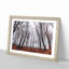 Never Ending Forest in Italy - Picture Frame Painting Print-55577140-55577143