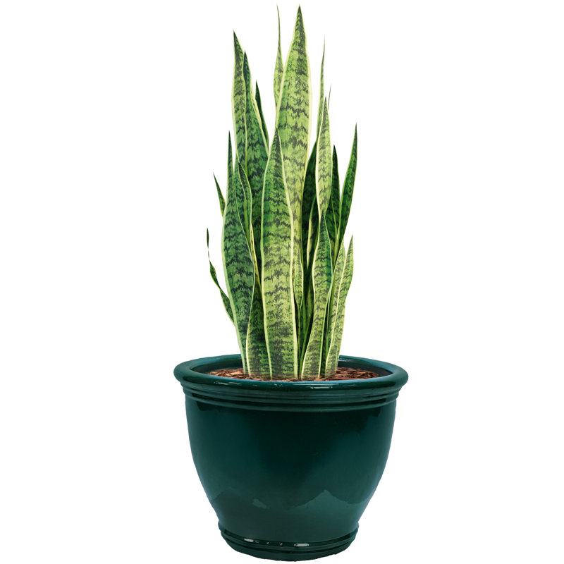 Jardinière extérieure Berlina, H 15 po x l 18,5 po x P 18,5 po, Vert foncé
