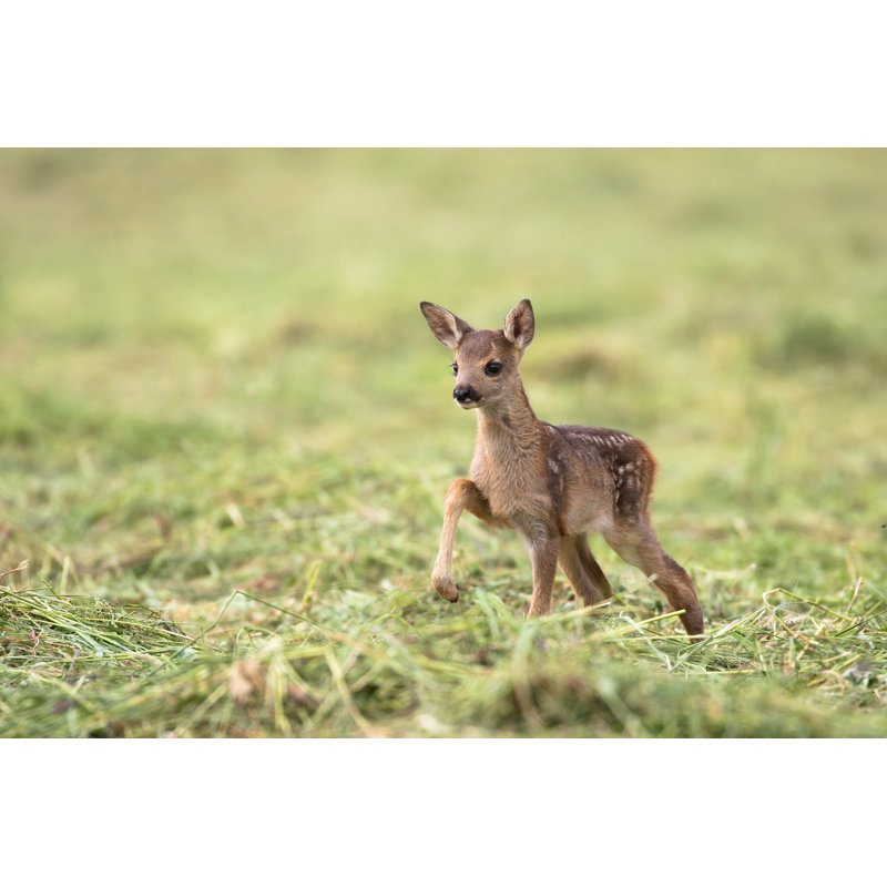 Bambi - Photographie sur toile tendue, H 8 po x l 12 po