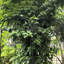 Treillis de jardin Annetta