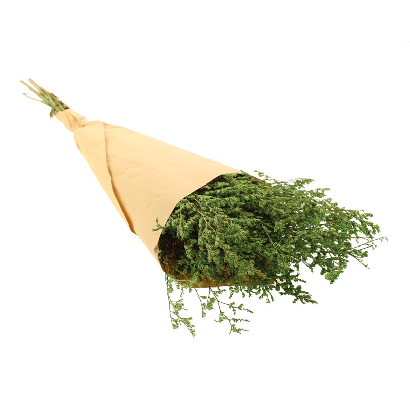 Preserved Statice Dumosa Arrangement, Green