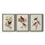 Pl 354 Louisiana Tanager - Ensemble de 3 peintures sur toile encadrées-384900199-384900187