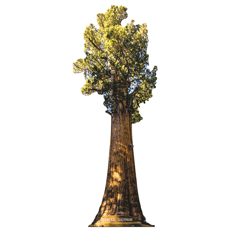 Sequoia Cardboard Standup