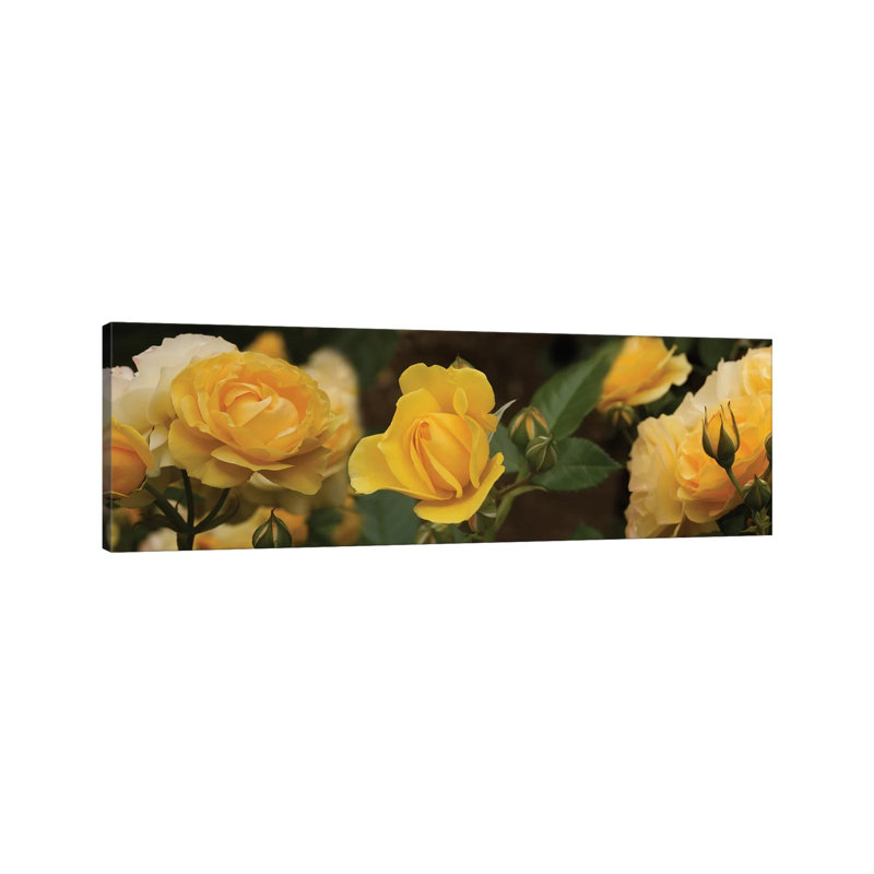 Close-Up Of Yellow Rose Flowers by Panoramic Images - Wrapped Canvas Panoramic Print, 30.48 cm H x 91.44 cm W x 1.91 cm D