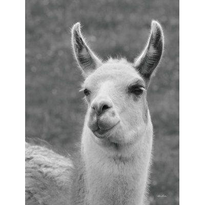 " Smiling Llama "