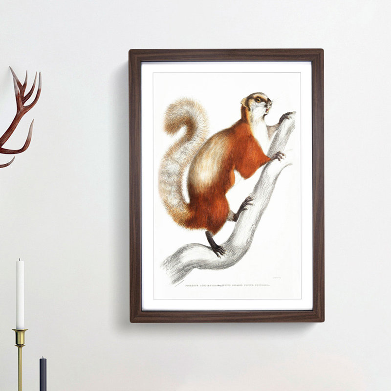 White-Bellied Flying Squirrel Illustration by John Edward Gray - Picture Frame Painting Print, 36cm H x 27cm W x 2cm D