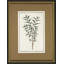 Vintage Botanical Sketch II Print