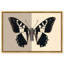 «Duality of a Monarch IV», reproduction d'art acrylique encadrée par Art Remedy, cadre doré, 15 x 10-628647680-628647690