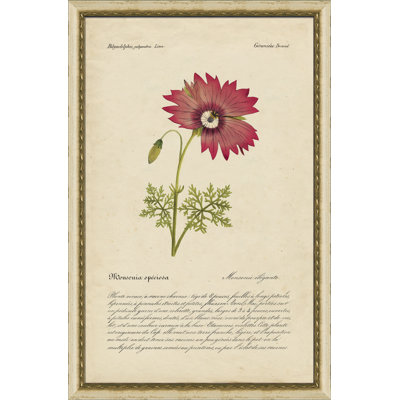"Monsonia Speciosa", cadre photo, impression sur papier