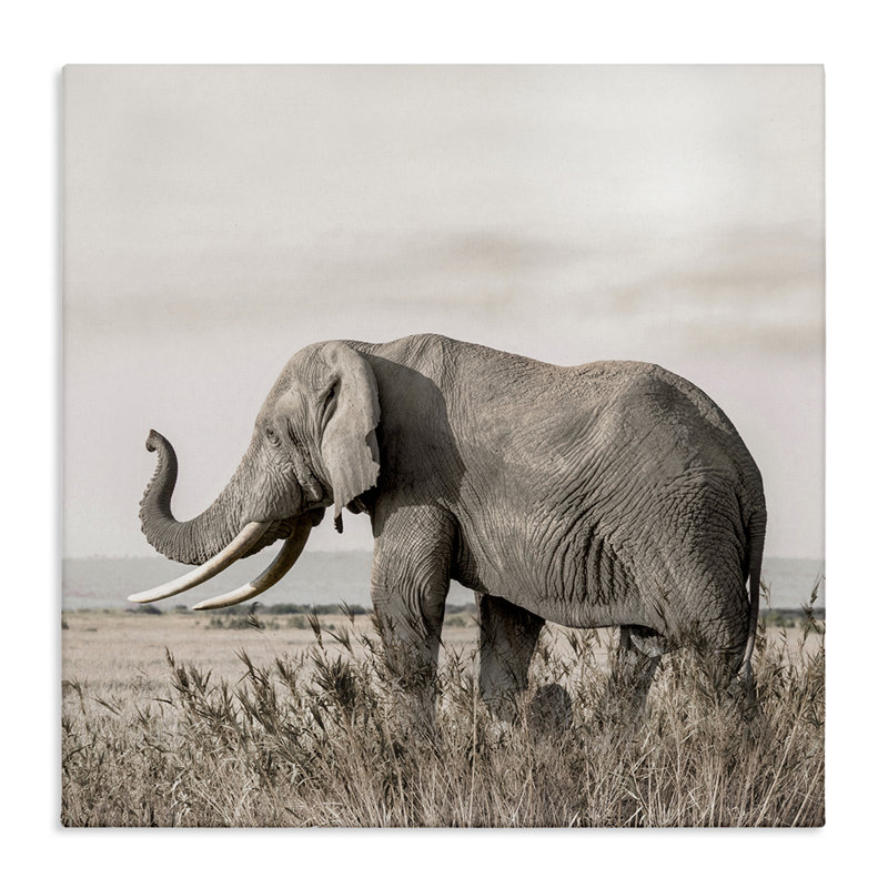 Art mural sur toile Serene Elephant in Nature, design par Danita Delimont, 24" H x 24" W
