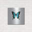 «Blue Butterfly» par PhotoINC Studio-1144051264