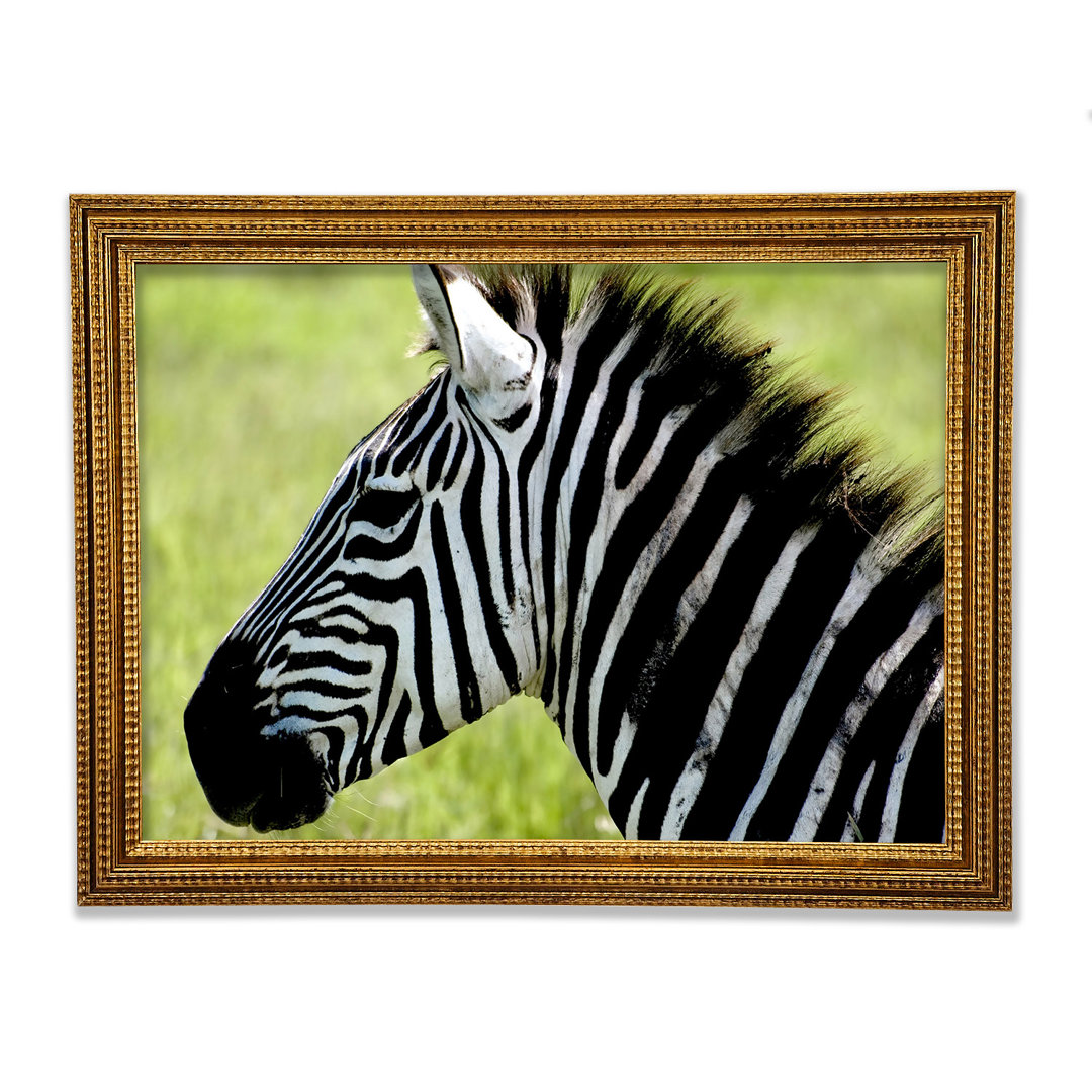 Zebra Gesicht Seite - Druck