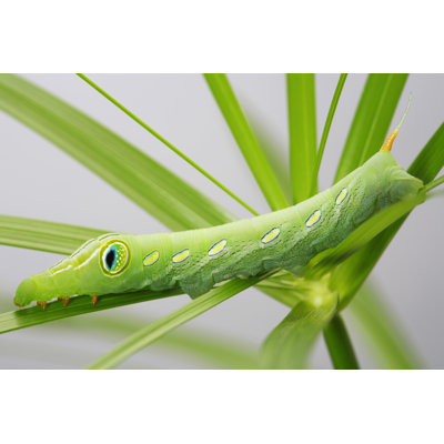 Worm - Wrapped Canvas Print