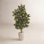 53'' Faux Ficus Tree in Earthenware Planter
