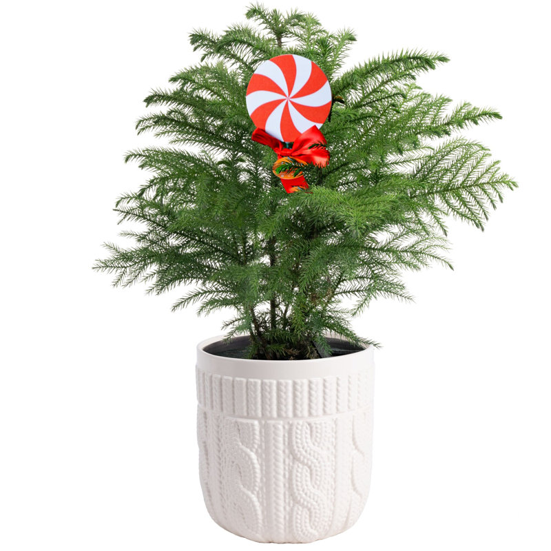 1.5' Fresh Cut Christmas Tree