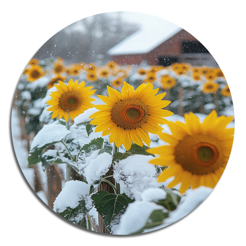 Tournesols campagnards dans un jardin enneigé I - Art mural rond en métal, H 23 po x l 23 po