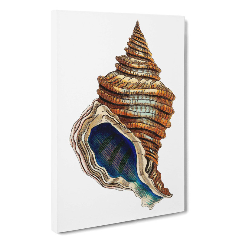 Seashell by George Shaw - Wrapped Canvas, 50cm H x 35cm W x 3cm D