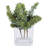 Sedum Arrangement