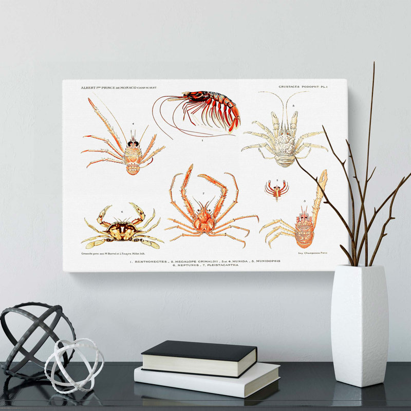 Crabs & Shrimps by Albert I - Wrapped Canvas Painting Print, 35cm H x 50cm W x 3cm D