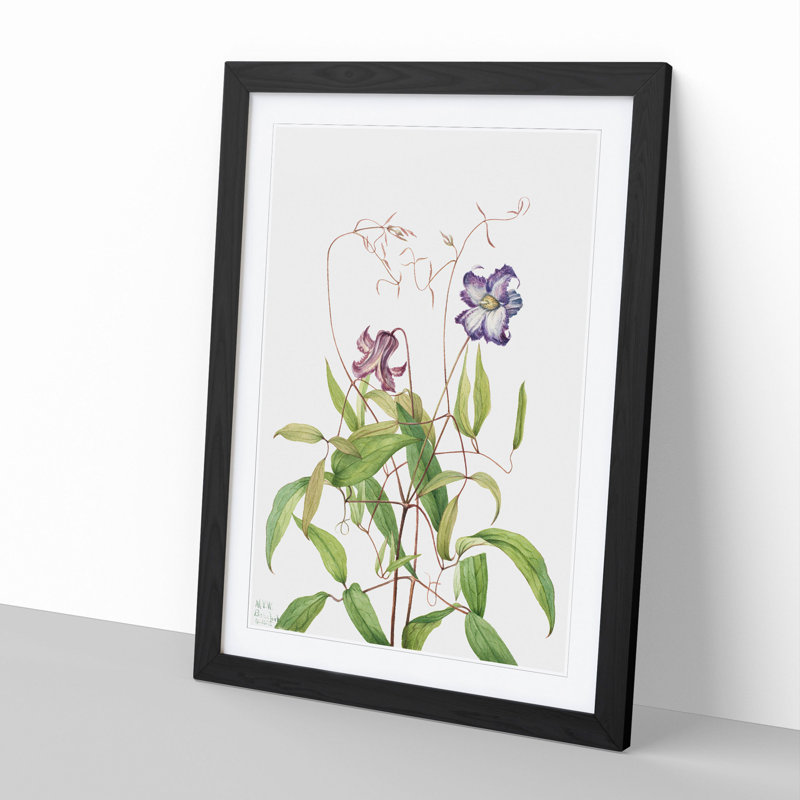 Curly Clematis by Mary Vaux Walcott - Picture Frame Painting, 48cm H x 36cm W x 2cm D, Black Framed