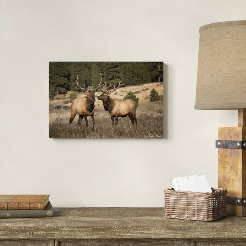 " Elk Study IV ", 12" H x 18" W x 1.25" D