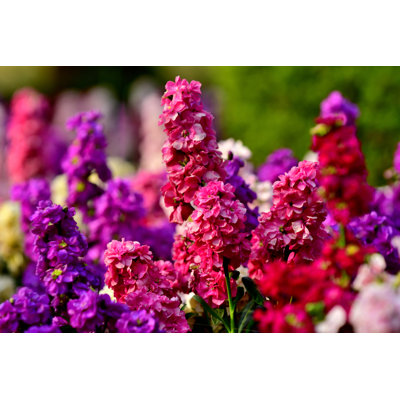 Matthiola Incana - Print