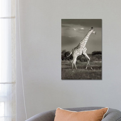 B&W Solitary Giraffe by Klaus Tiedge - Print on Canvas