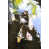Image Brush selected