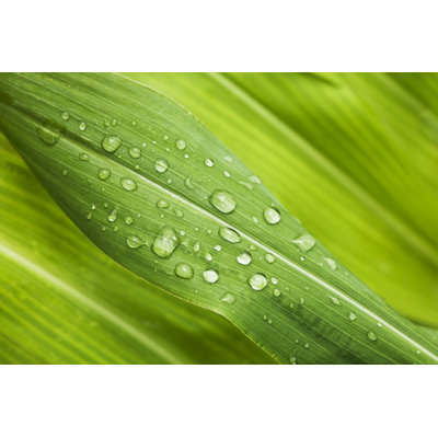 Green Leaves by Portishead1 - No Frame Art Prints on Canvas