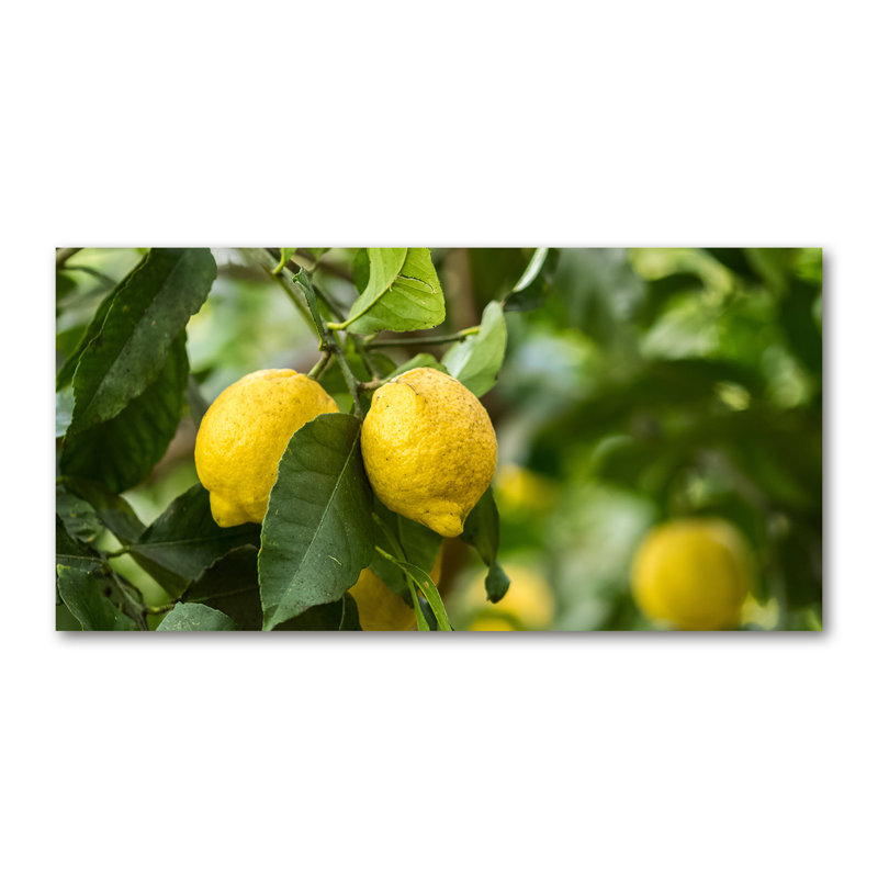 Lemons On The Tree - No Frame Print on Glass, Canvas, 70cm H x 140cm W x 2cm D