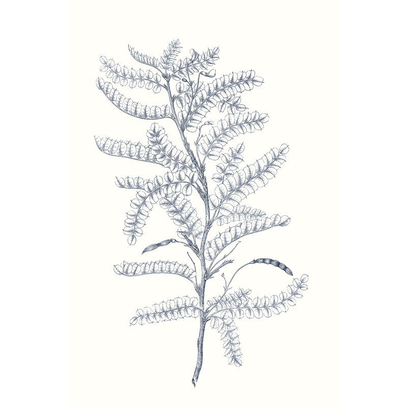 Indigo Botany Study II by Vision Studio - Wrapped Canvas Print, 46cm H x 30cm W