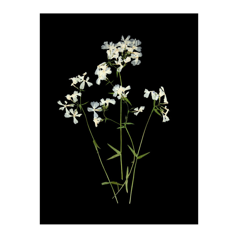 Pressed Botanical Giclees On Black Set by Sandy Whitaker, 50.5" H x 63.75" W, Silver Bead 2