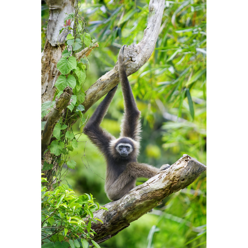 Daykin Gibbon Monkey - Wrapped Canvas Print, 122cm H x 81cm W x 3.8cm D