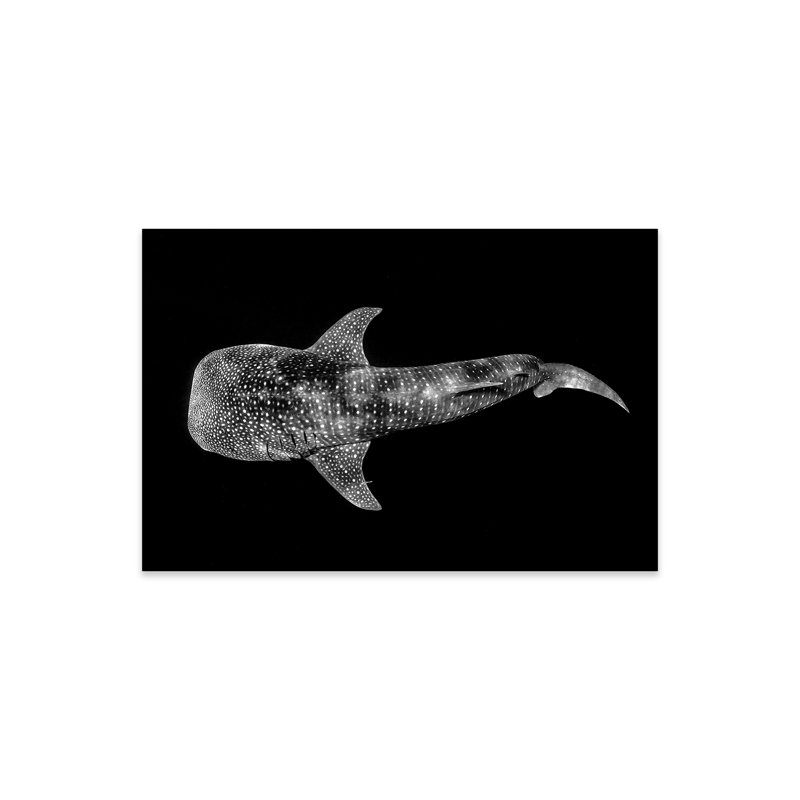 «Whale Shark Ningaloo Reef On» par Jordan Robins