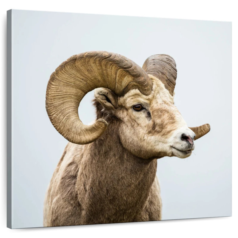 Mouflon solitaire, H 33 po x l 33 po