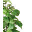 160cm Faux Ficus Tree in Pot