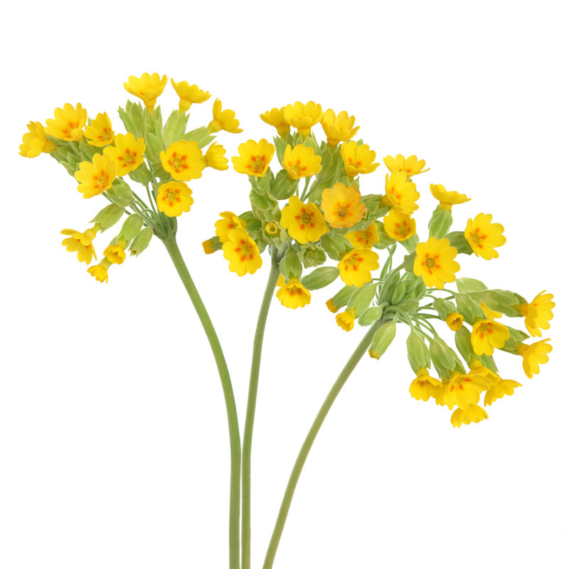 Fleurs de vache, L 12 po x H 12 po