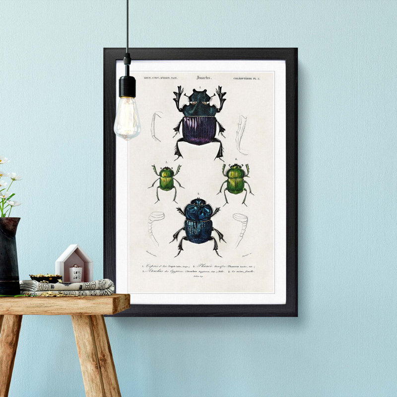 Beetle Illustrations PL.5 by Charles D' Orbigny - Single Picture Frame Painting, 45cm H x 33cm W x 2cm D, Black Framed