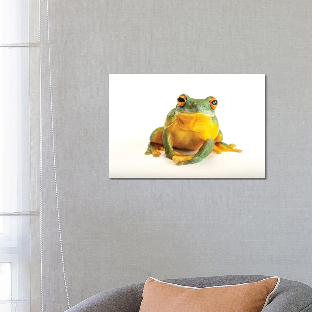 An Orange Eyed Tree Frog At Wild Life Sydney Zoo von Joel Sartore - Gallery-Wrapped Canvas Giclée on Canvas