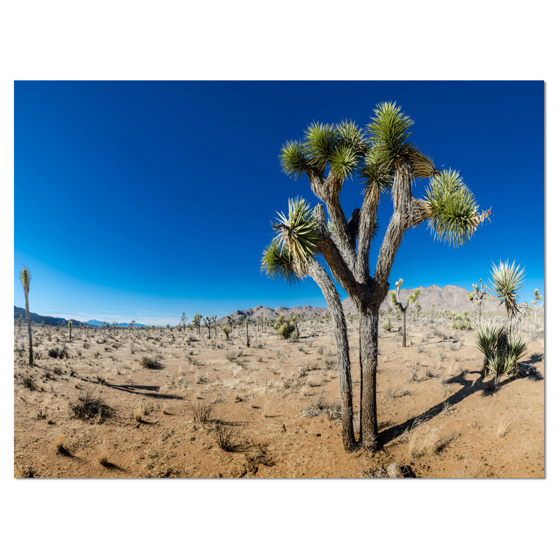 «Joshua Tree in Open Desert», reproduction de photo sur toile tendue, H 20 po x l 20 po x P 1 po, Toile tendue