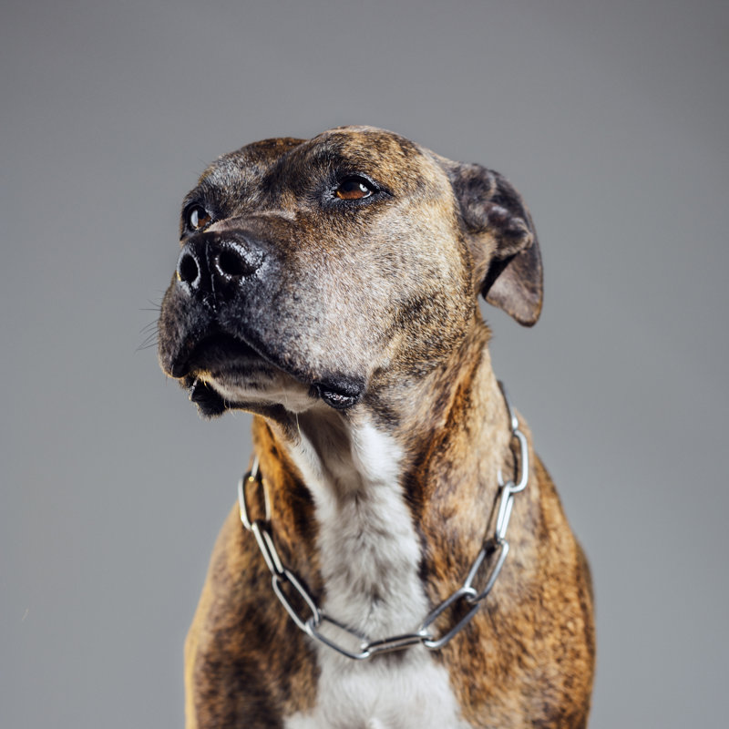 Portrait Of An Pitbull Dog by Sensorspot - Wrapped Canvas Print, 30cm H x 30cm W