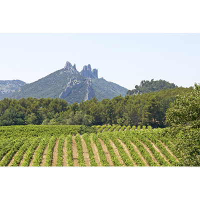 Vineyard by Visuall2 - Wrapped Canvas Print