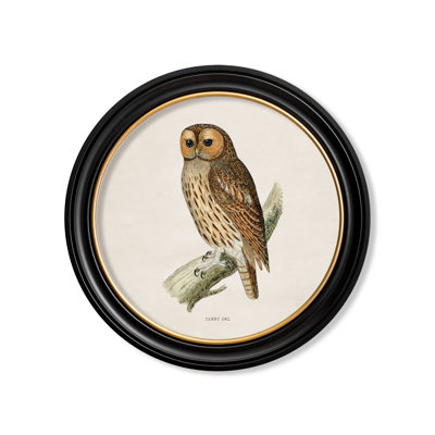 Tawny Owl by Mid-1800s - Single Picture Frame Print on Archival Matt 230gsm Paper