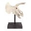 Triceratops Dinosaur Skull Fossil Bust on Museum Mount