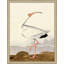 Audubon Ibis 1 Print