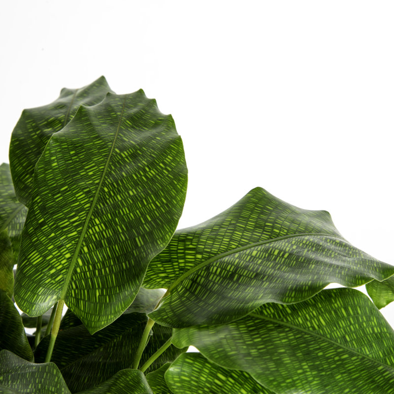 Calathea ''Network'' in Ceramic Planter
