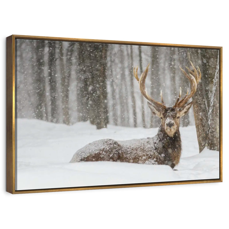 Wapiti recouvert de neige, Cadre flottant doré, 40 po x 27 po