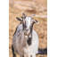 «Short Beard» par Donnie Quillen - impression-1830890225-1820741503-1820741502