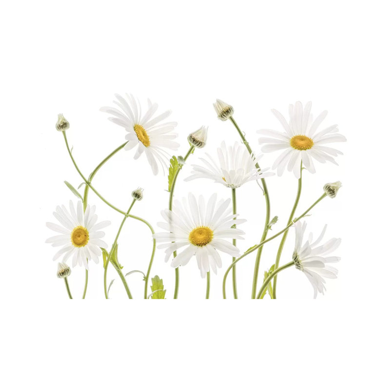Ox Eye Daisies by Mandy Disher - Print on Canvas, Wrapped Canvas, 45.72cm H x 66.04cm W x 1.91cm D